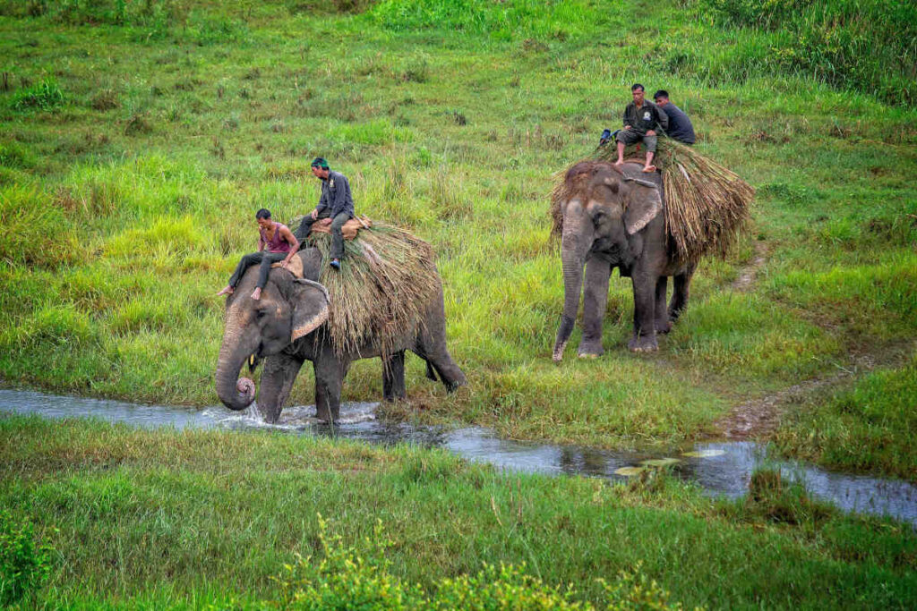 Chitwan National Park, Nepal